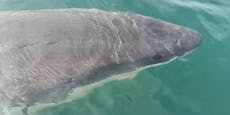 "Puta madre!" – Riesenhai schreckt spanischen Fischer