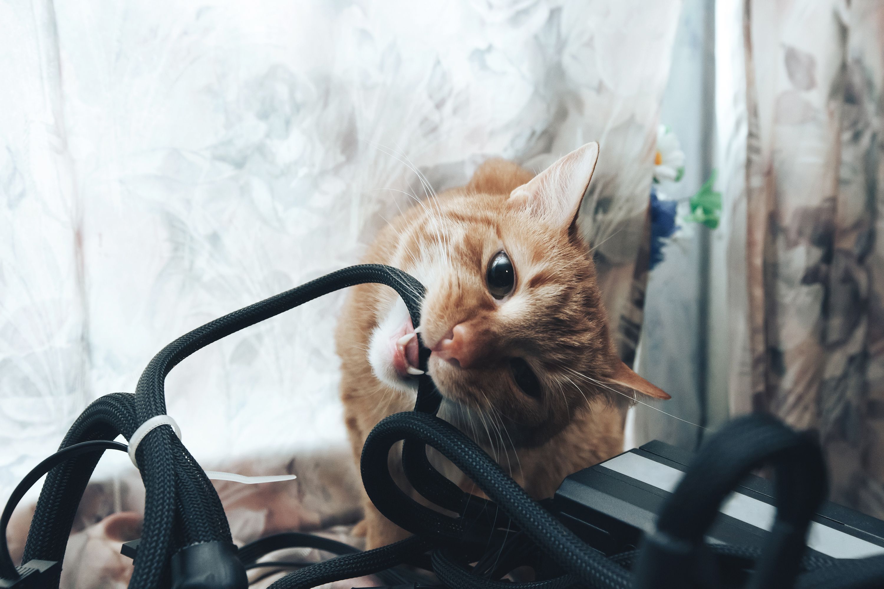 Eine Streunerkatze verursachte einen Stromausfall der ganzen Stadt. 