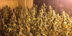 500.000-€-Drogen-Plantage in Wiener Lagerhallen entdeckt