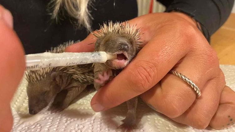 Die beiden Igel-Babys müssen alle drei Stunden gefüttert werden.