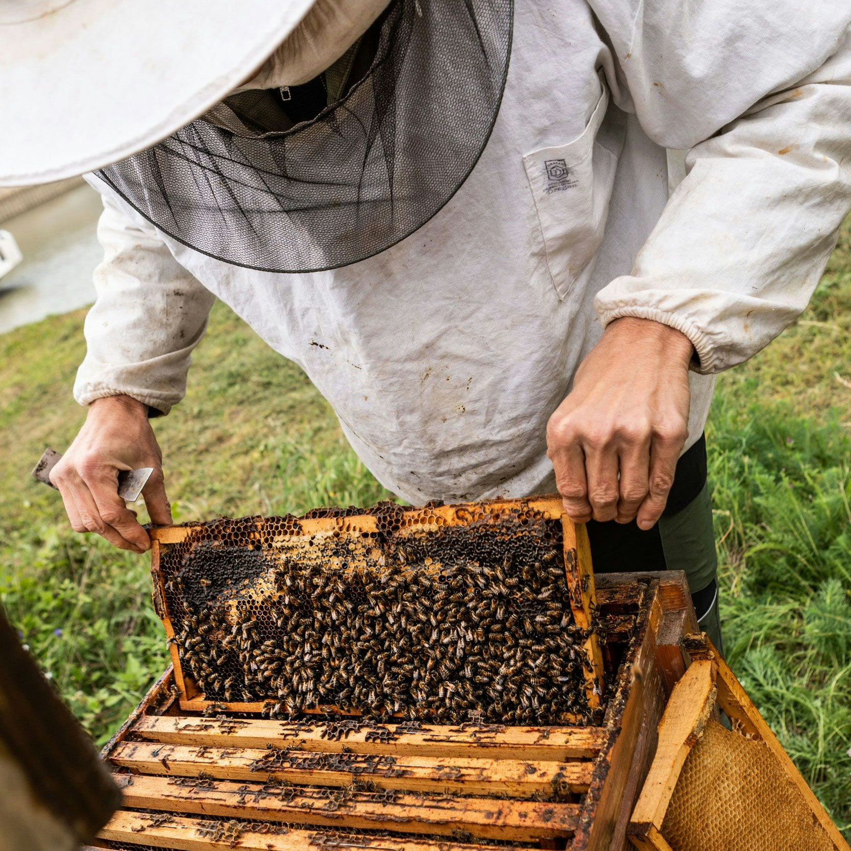 Im Jahr 2020 konnten am Hafen 180 kg Bio-Honig produzieren werden.