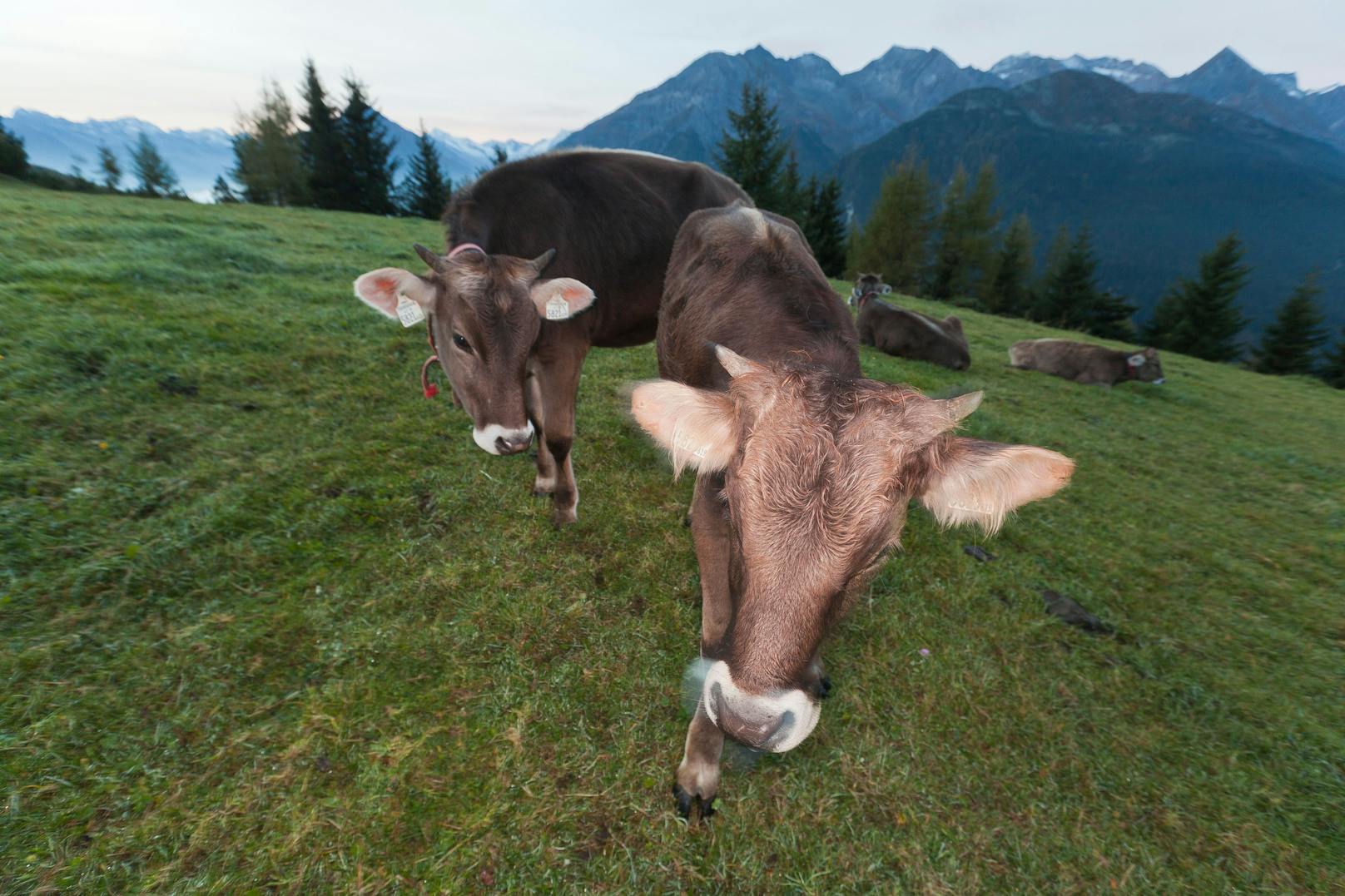 Ein deutscher Supermarkt wollte mit einem ausgestopften Rind Werbung für regionale Fleischprodukte machen.