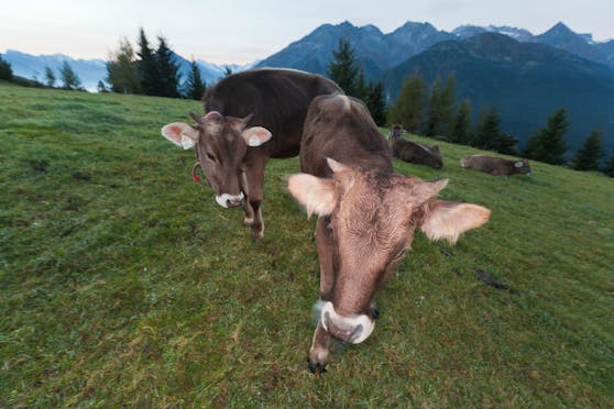 Ein deutscher Supermarkt wollte mit einem ausgestopften Rind Werbung für regionale Fleischprodukte machen.