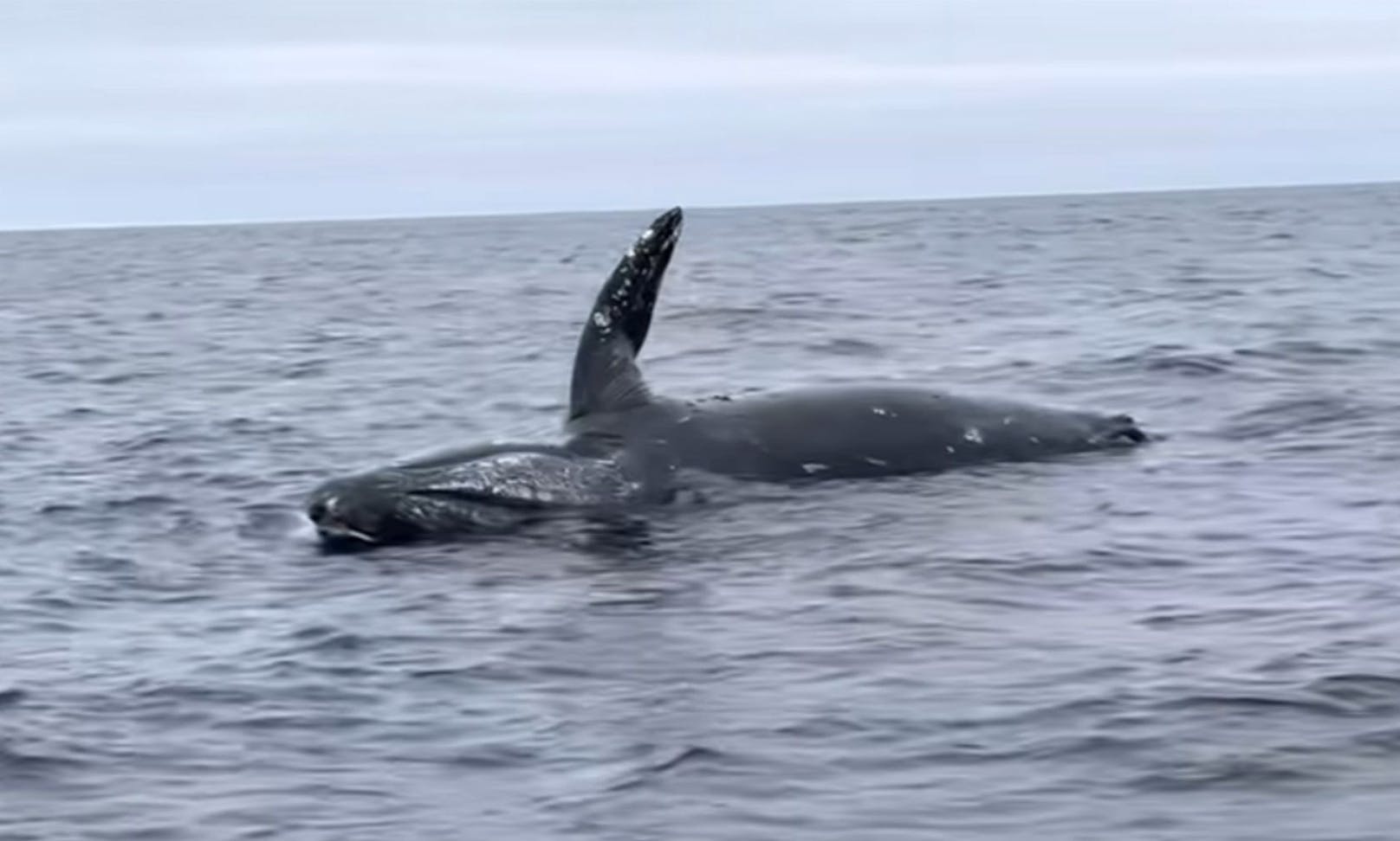 Im US-Bundesstaat Kalifornien filmten ein paar Fischer einen toten Wal, der an der Tomales Bay im Wasser trieb. <br>