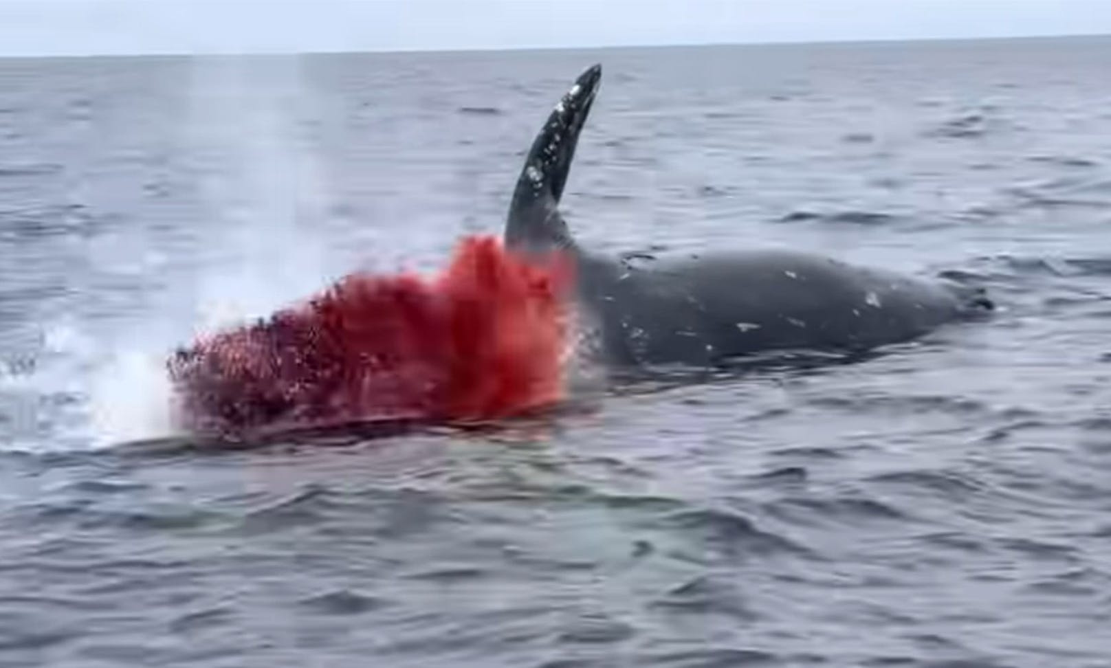 Blut strömt in alle Richtungen ins Wasser. 