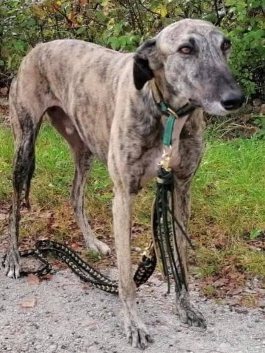 Wer hat den Windhund gesehen?