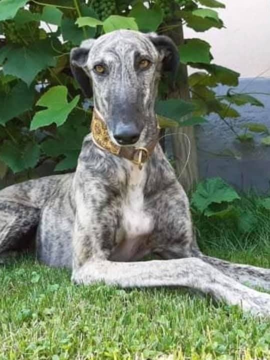 Windhund "Maxi" ist bereits seit einem Jahr verschwunden.