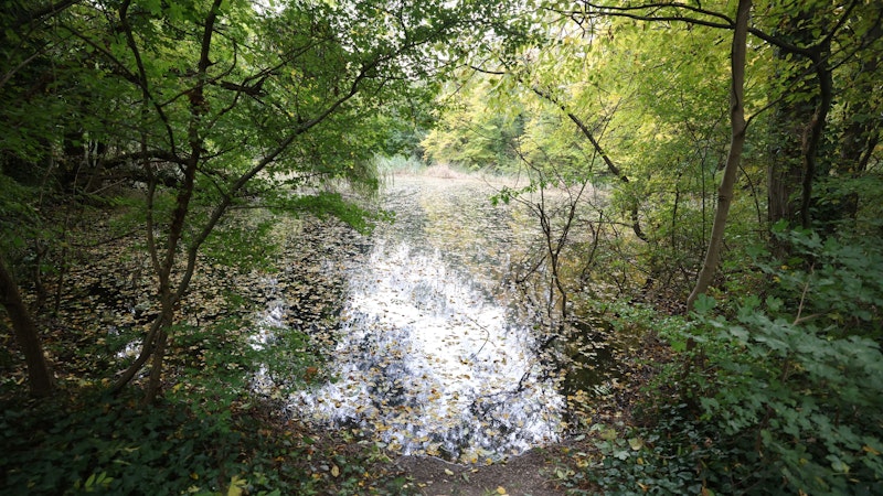 Das Biotop in Schönbrunn ist ein Naturschutzgebiet mitten in der Stadt
