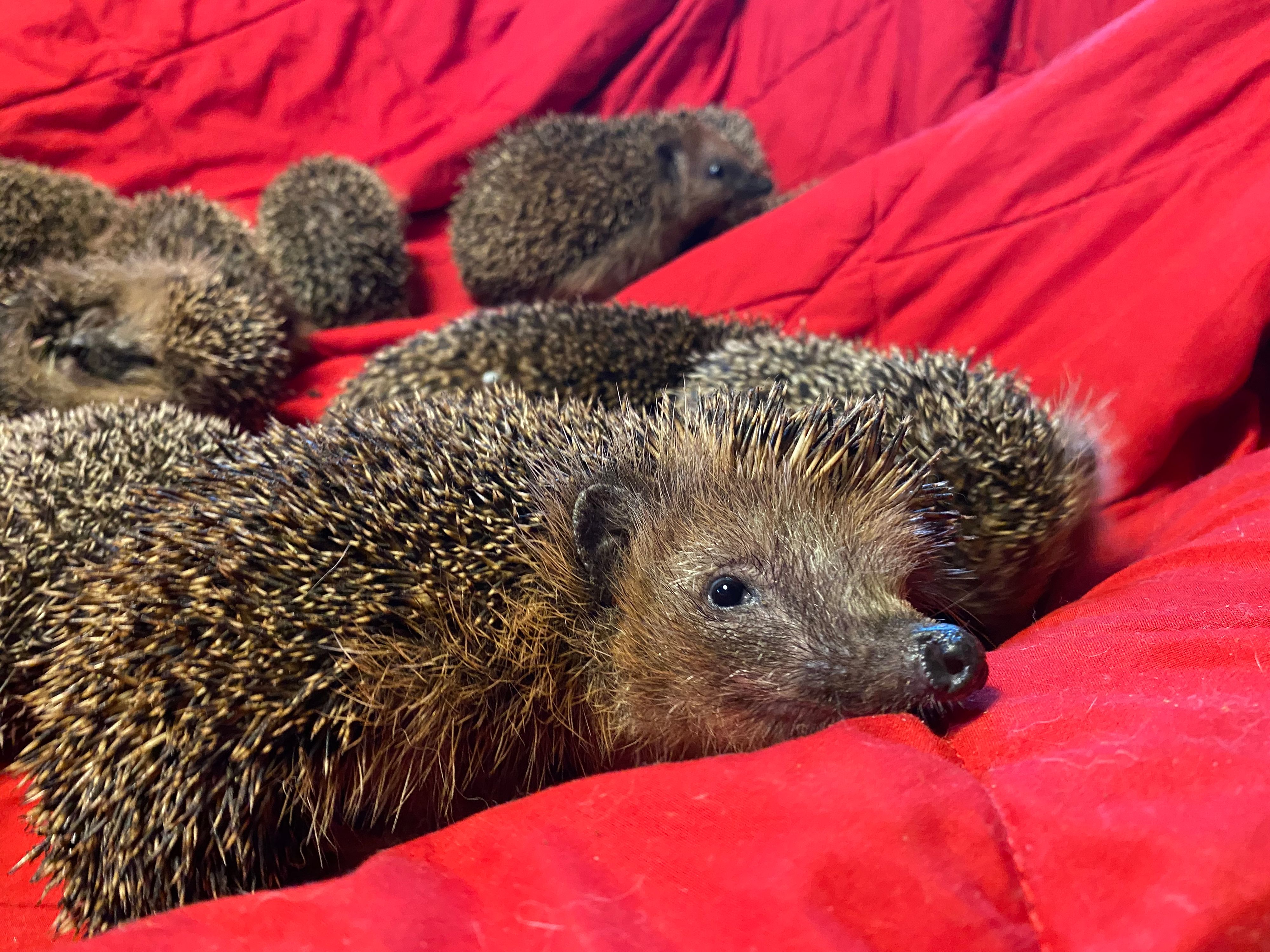 Es wuselt! "Gar nicht einmal so einfach, alle auf einem Bild einzufangen", sagt Jürgen Stadler von der Pfotenhilfe Lochen.