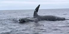 Toter Wal treibt im Wasser - dann macht es "Bumm"