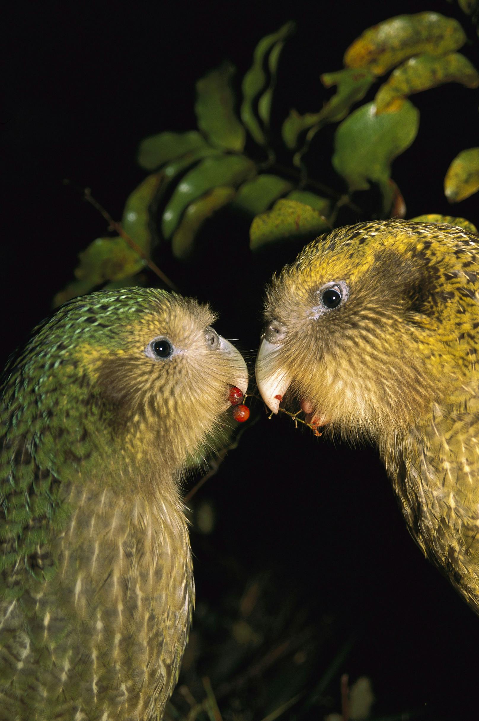 Während das Weibchen sich nur alle zwei bis vier Jahre paaren will, gräbt der Herr Kakapo auch noch Löcher, die die Damenwelt oft niemals findet. Blöd. 