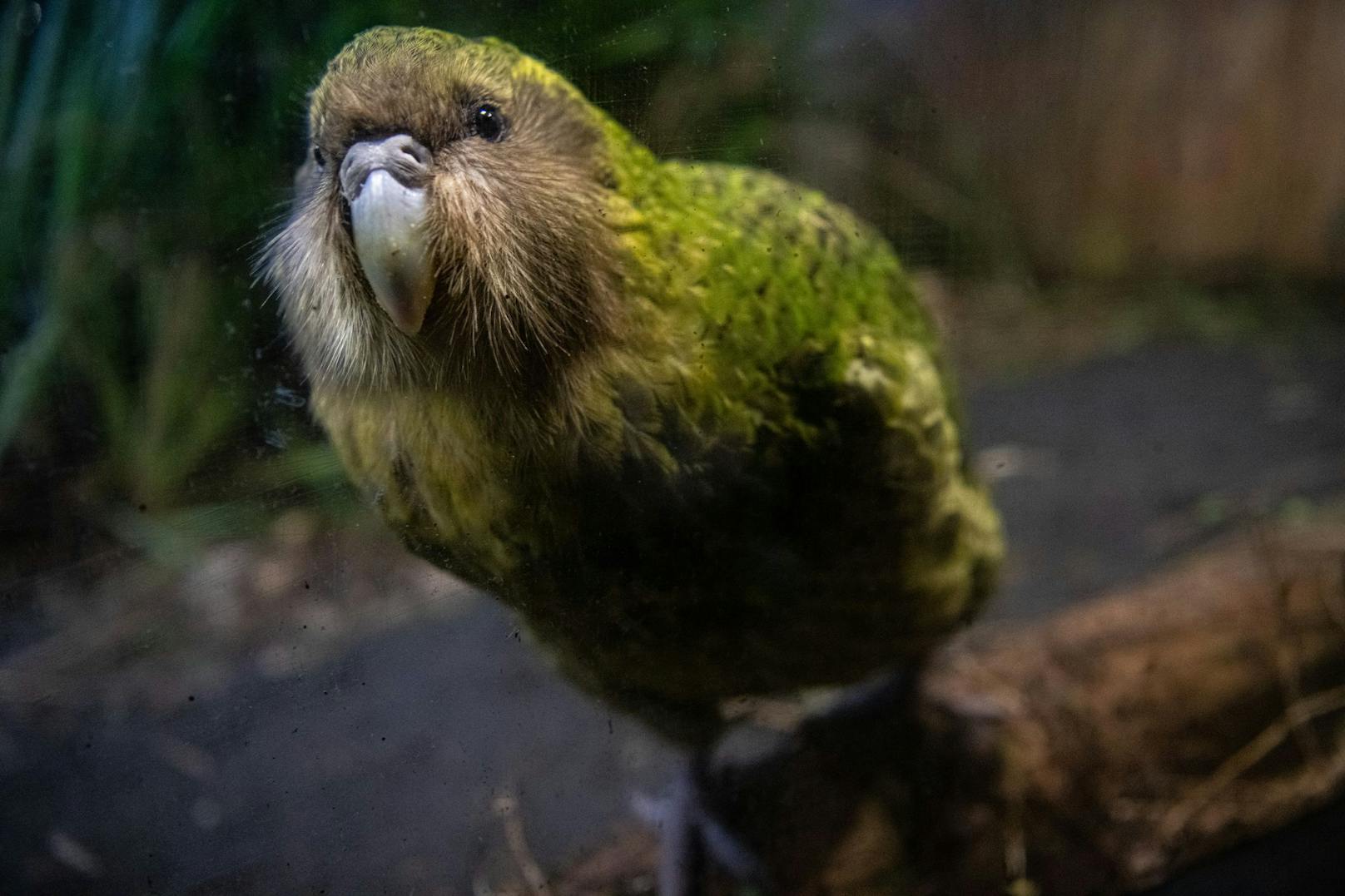 Der lustige Kakapo gilt leider als der "dümmste Vogel der Welt". Hartes Los, oder? 