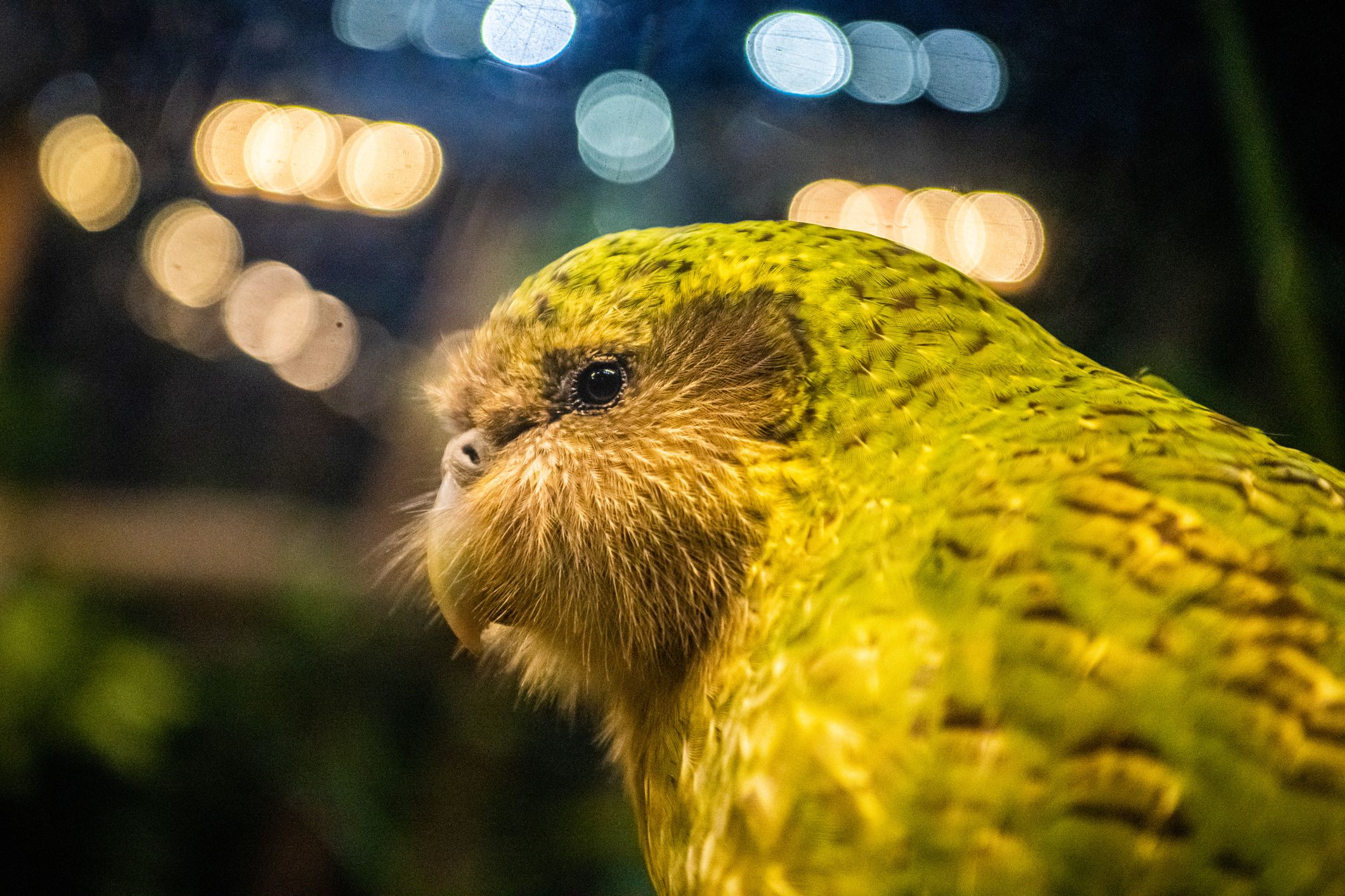 Heute.at - Kakapo knackt Rekord: 106 Küken geschlüpft