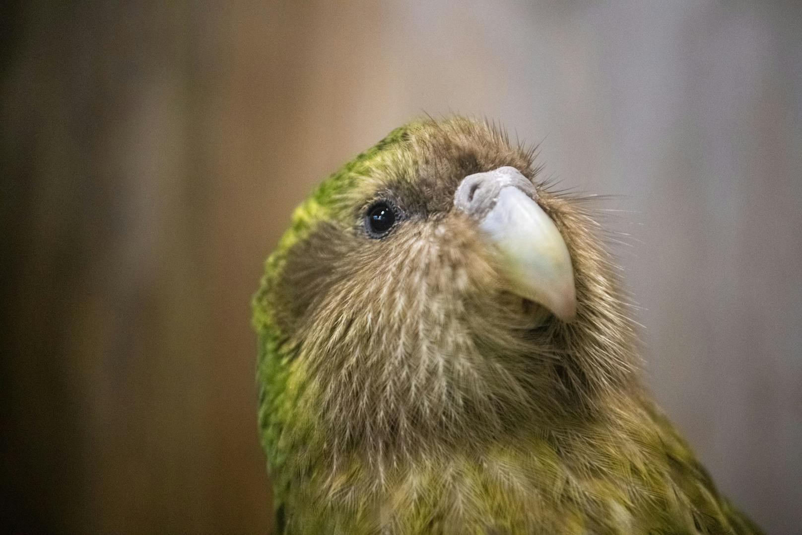 Beheimatet ist der grüne Papagei ausschließlich in Neuseeland. 