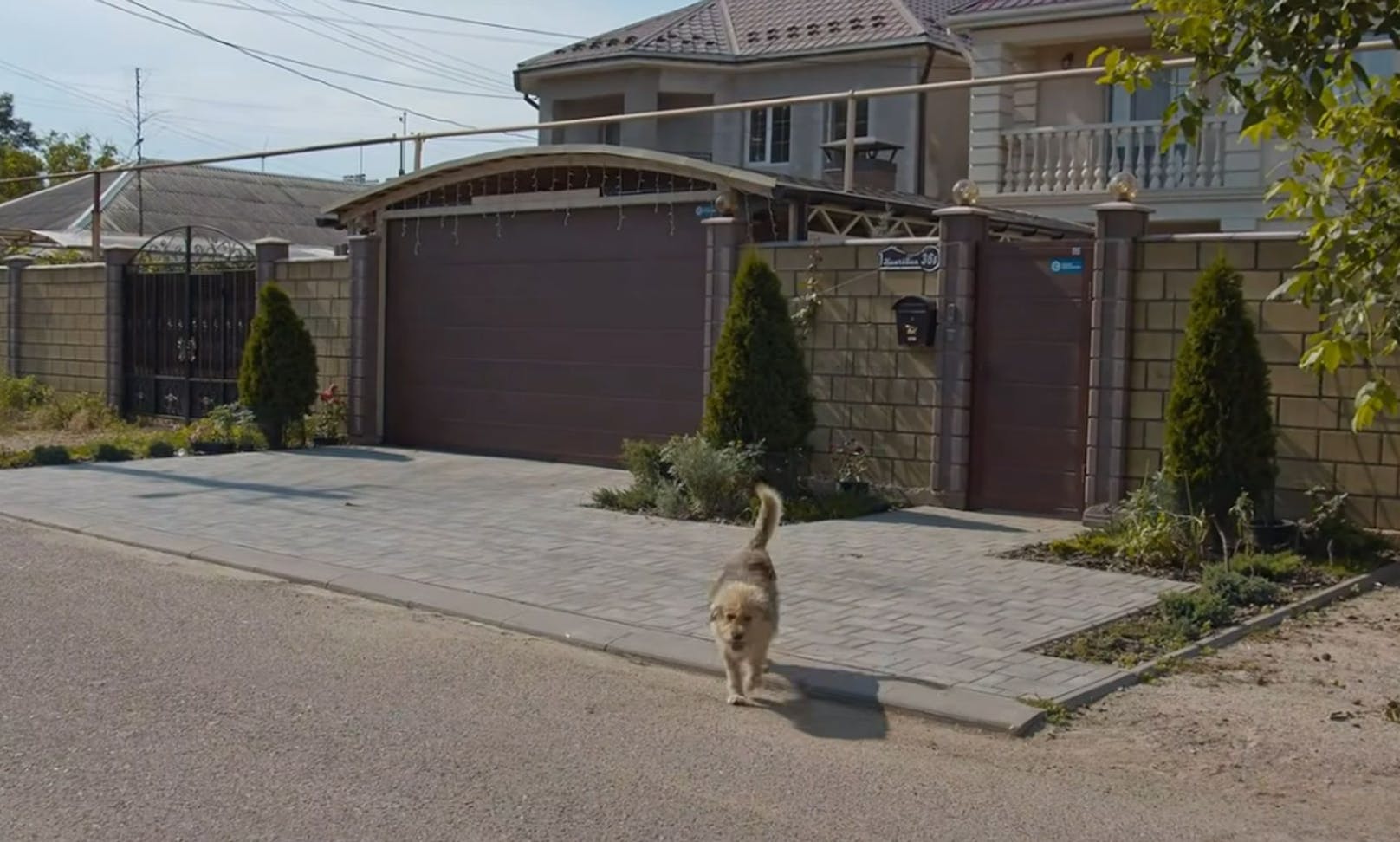 Oscars Herrchen hat nämlich sein Anwesen verkauft und den Hund einfach vor dem Haus zurück gelassen! 