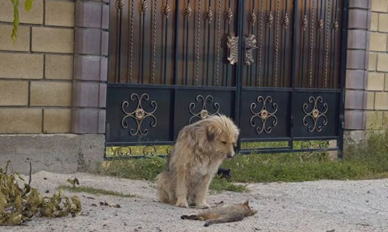 Über ein Jahr saß der kleine Rüde Oscar vor einem Haus in der Ukraine. Lediglich die Nachbarskatzen leisteten ihm Gesellschaft.
