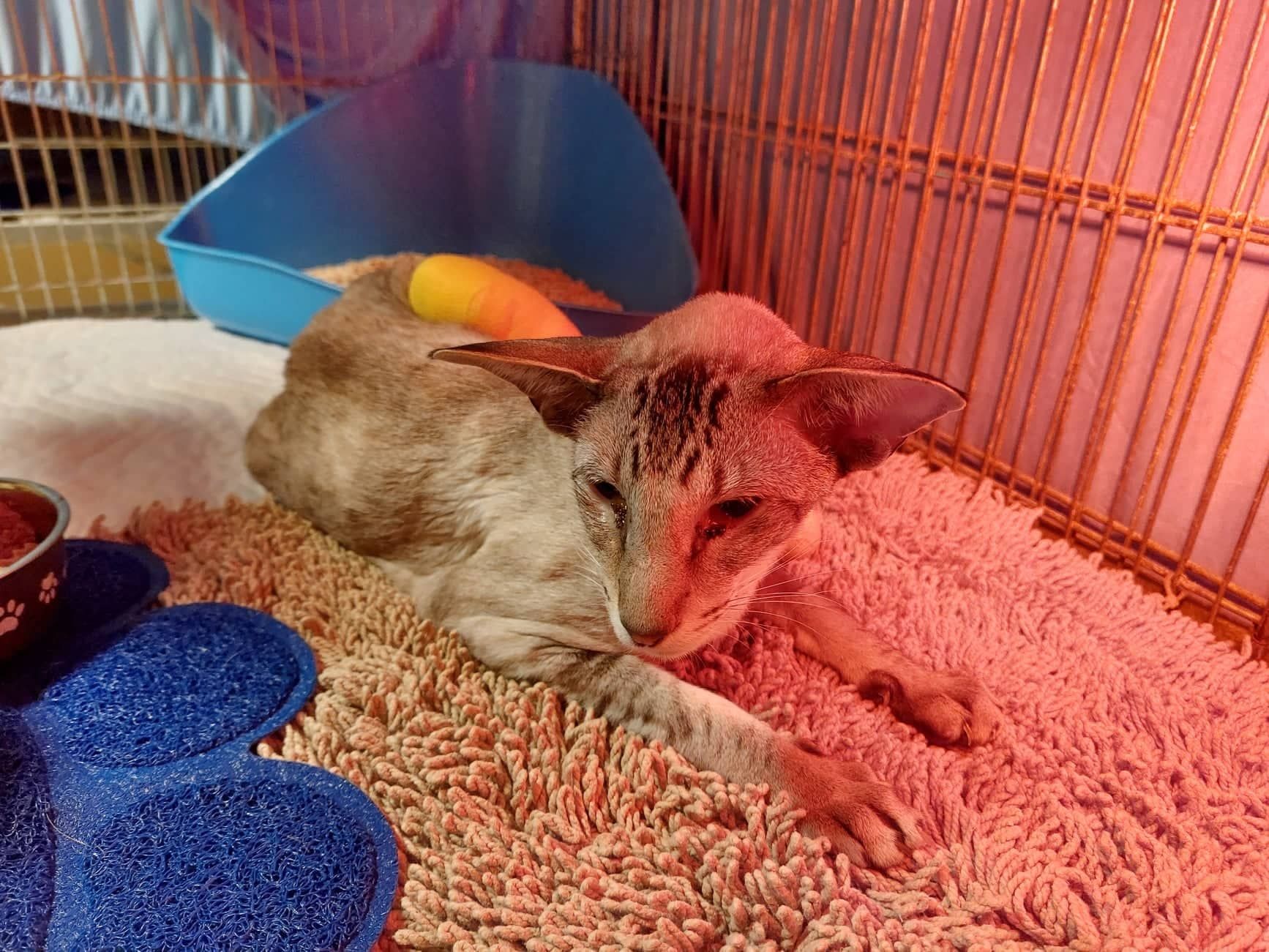 Der tapfere "Laurentio" erholt sich von seiner Operation.