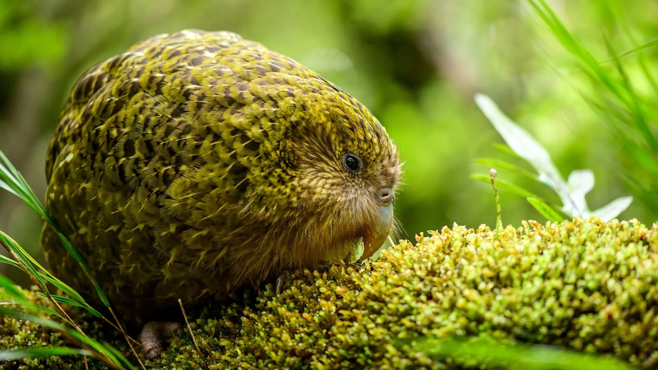 Heute.at - Warum der Kakapo der dümmste Vogel der Welt ist
