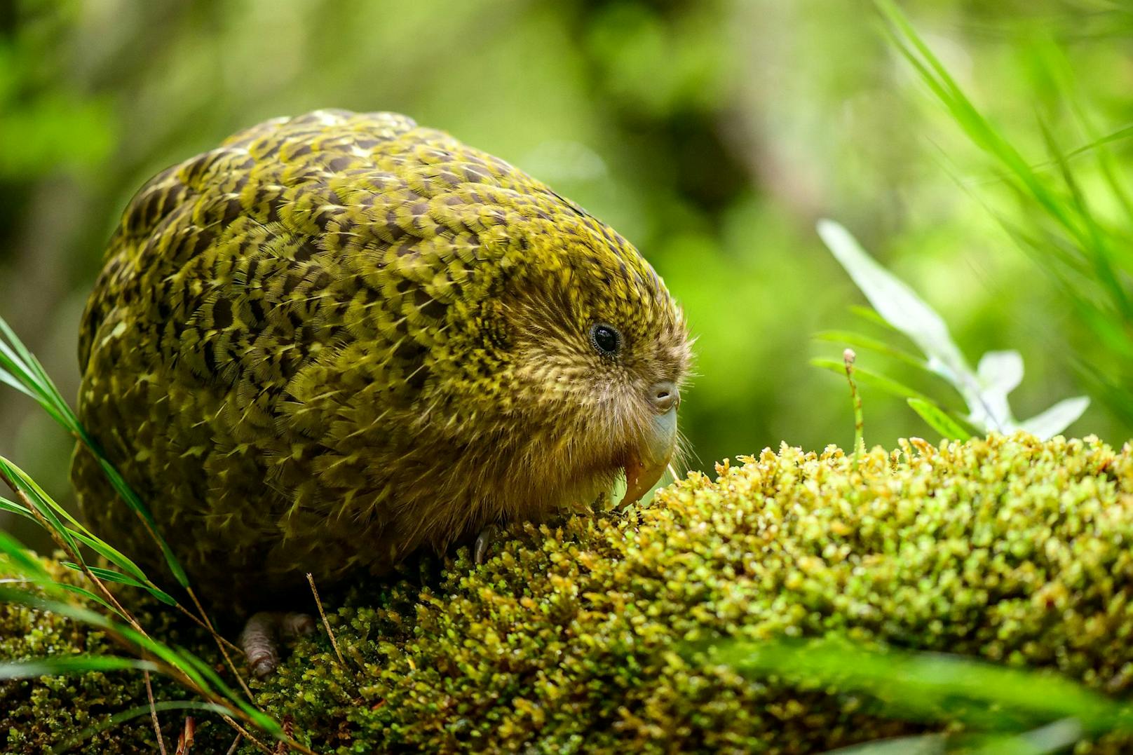 Warum der Kakapo der dümmste Vogel der Welt ist