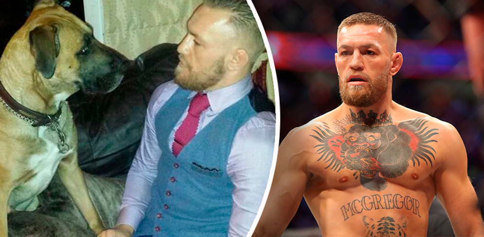 Conor McGregor trauert um seinen Hund Hugo. 