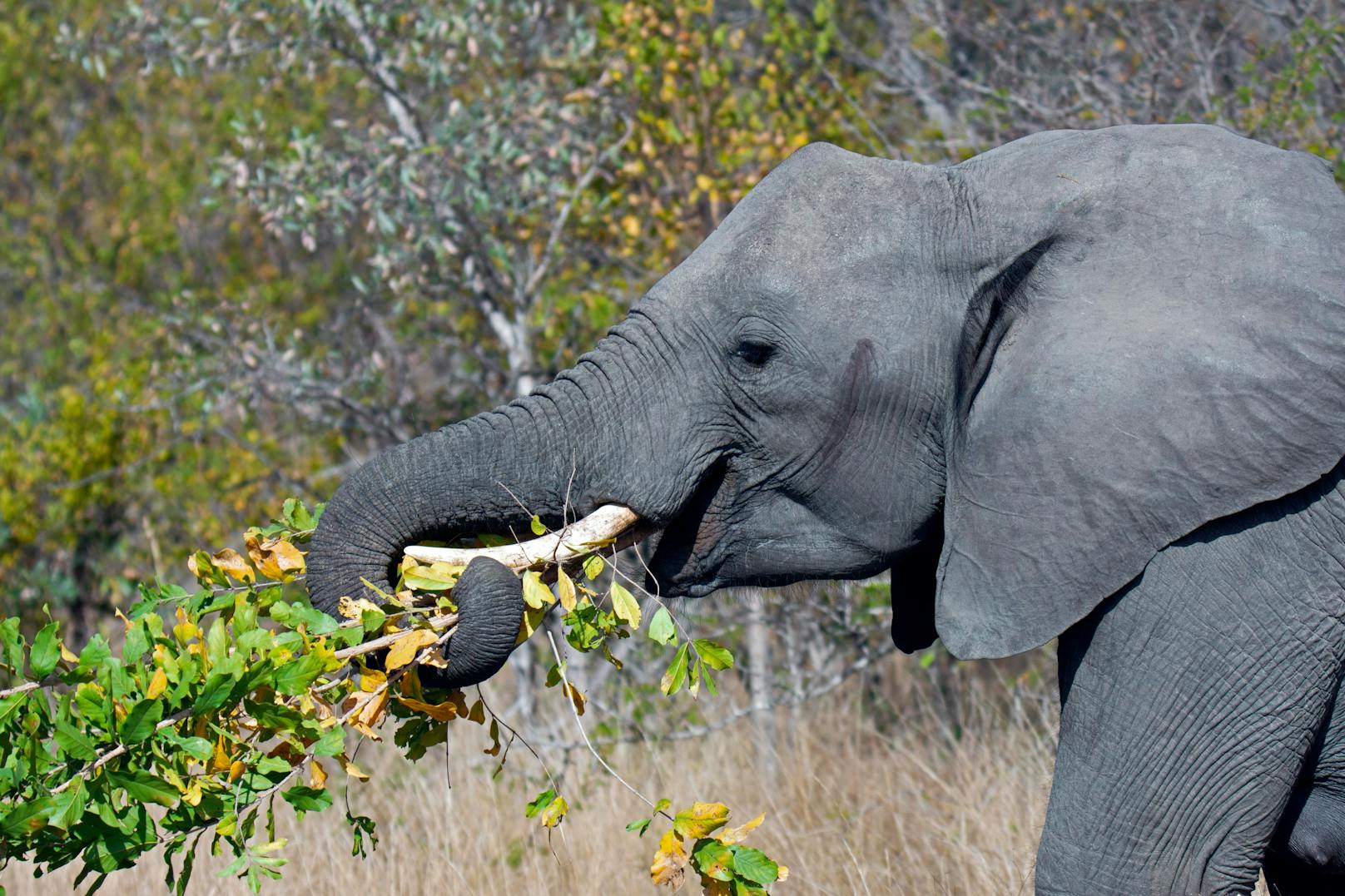 Begehrt bei Wilderern: Elefanten im Krüger-Nationalpark in Südafrika. (Archivbild)