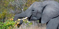 Wilderer stirbt, nachdem ihn Elefant zu Tode trampelt