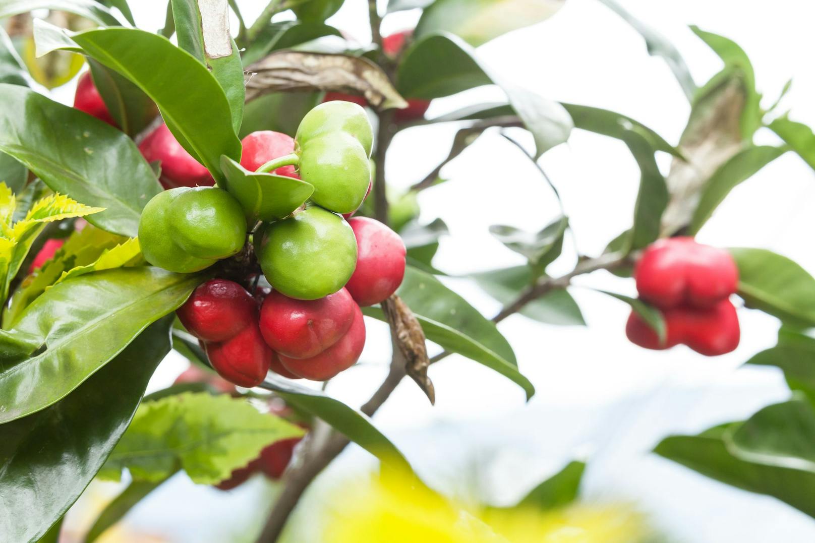 Die Kinder hatten die Früchte des hochgiftigen Schellenbaums (<em>Thevetia ahouai</em>) für kleine Äpfel gehalten und gegessen.