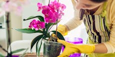 Drei Tricks – so bringst du Orchideen wieder zum Blühen