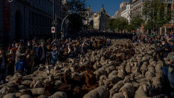Tausende Schafe samt ihrer Hirten wanderten am 24. Oktober durch Madrid. 