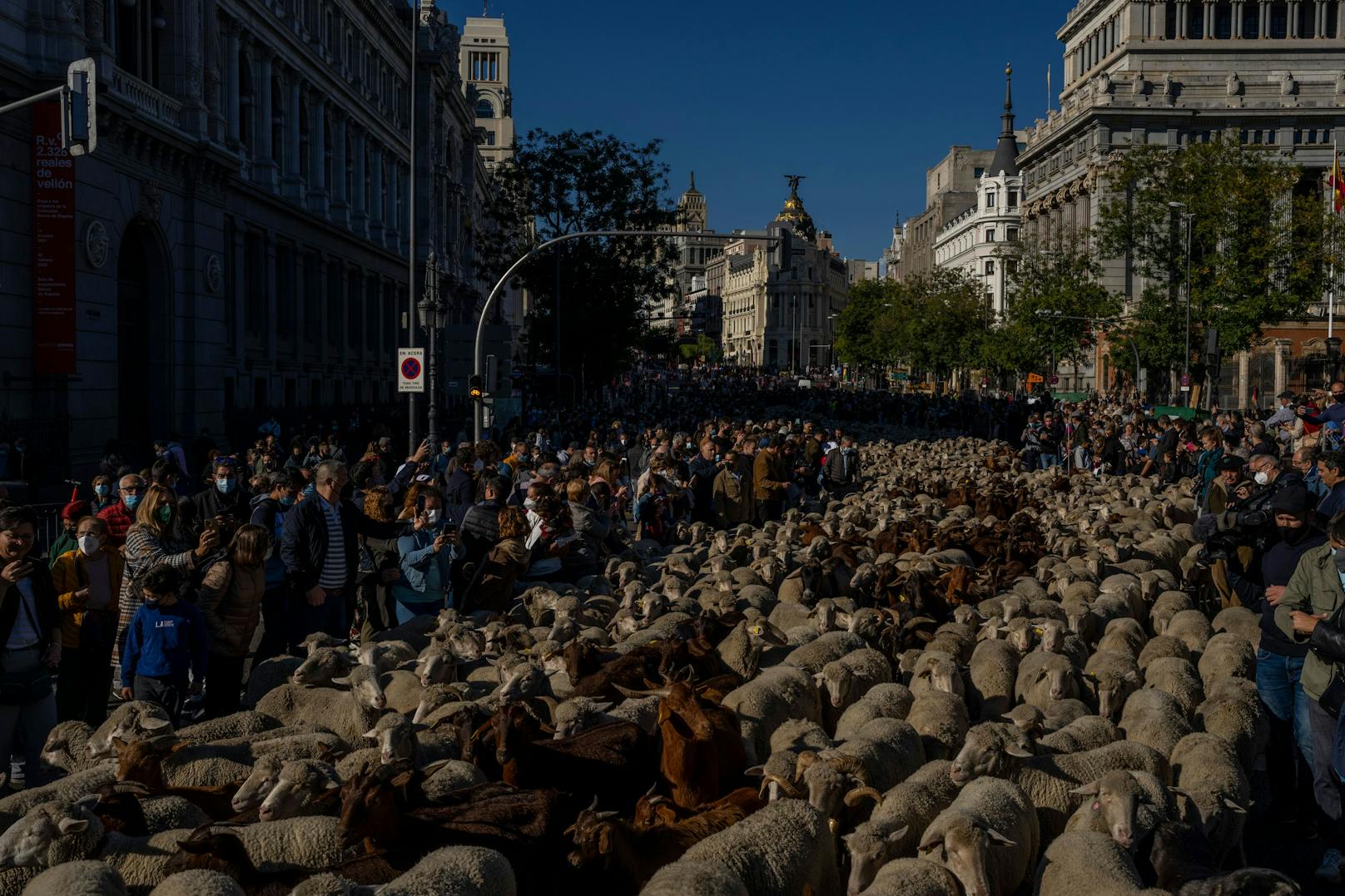 Schafe zählen? In Madrid wäre das unmöglich gewesen