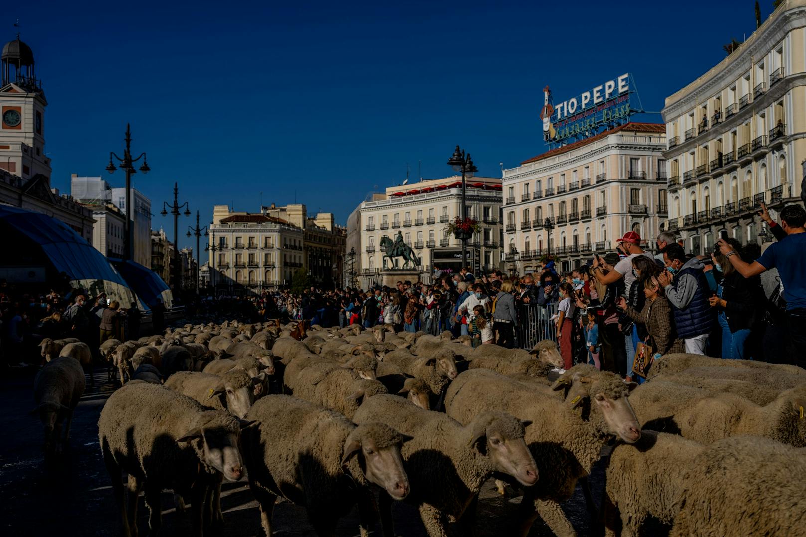 Irgendwann wird ihnen möglicherweise dieses "Wegerecht" entzogen, doch bis dahin wird man auch weiterhin - zumindest einmal im Jahr, mehr Schafe als Mensche in Madrid sehen. 