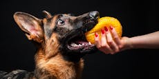 Warum Hunde die Quietschis so sehr lieben