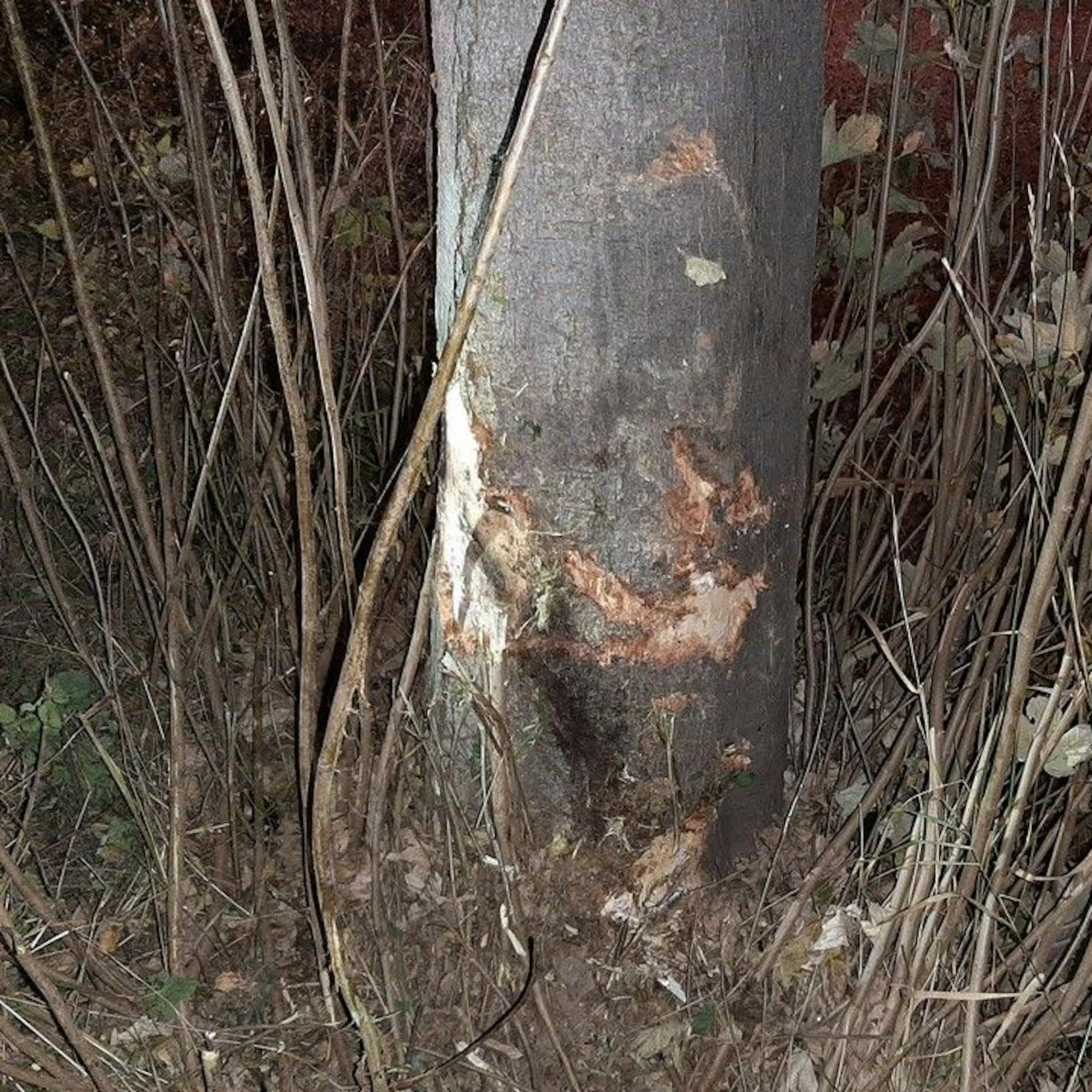 Der junge Lenker prallte gegen einen Baum