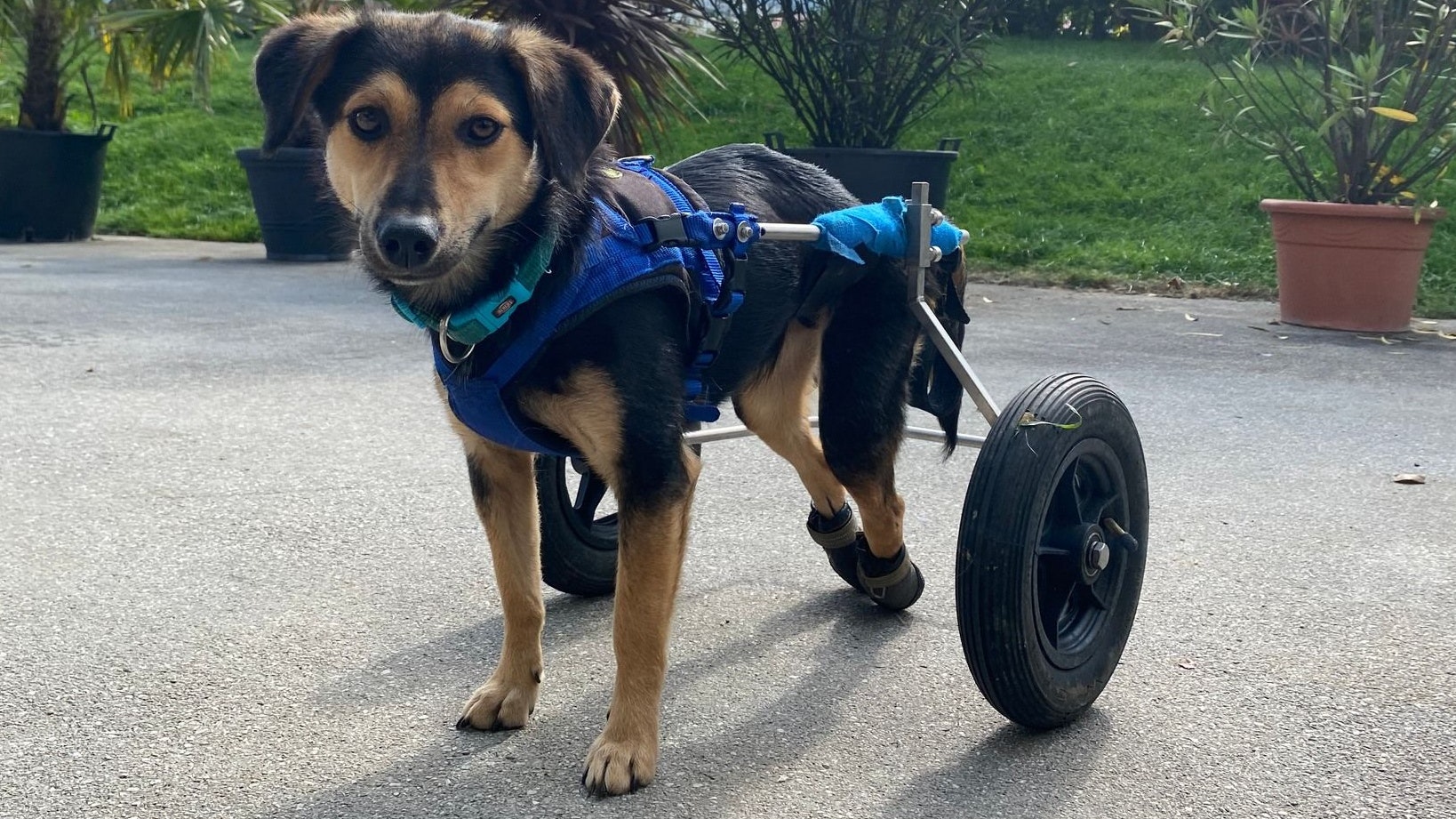 "Resi" wurde die Wirbelsäule gebrochen, sie braucht einen Rollstuhl.