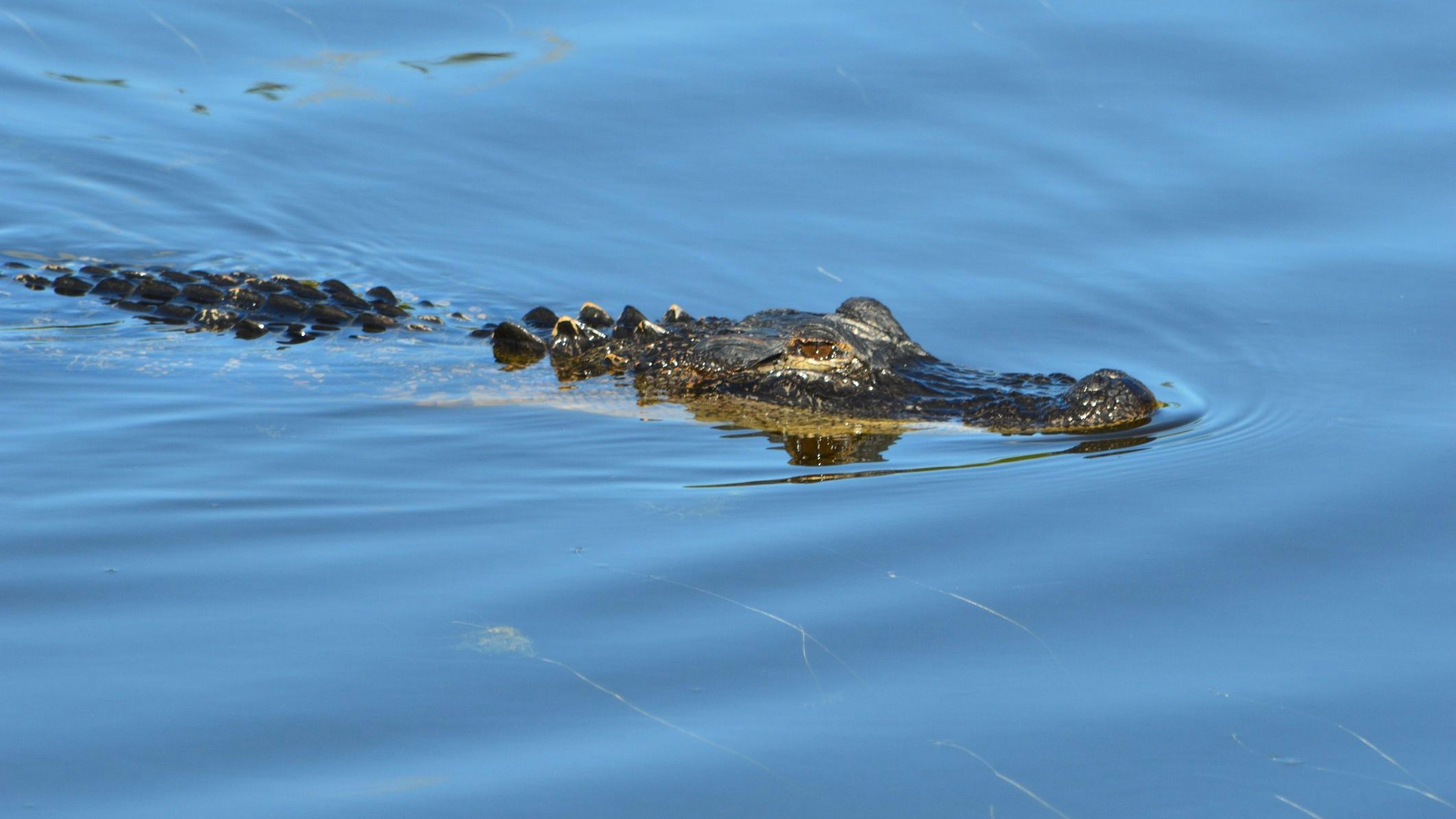 Die Reaktion eines Schwimmers in Campo Grande verblüfft das Netz.