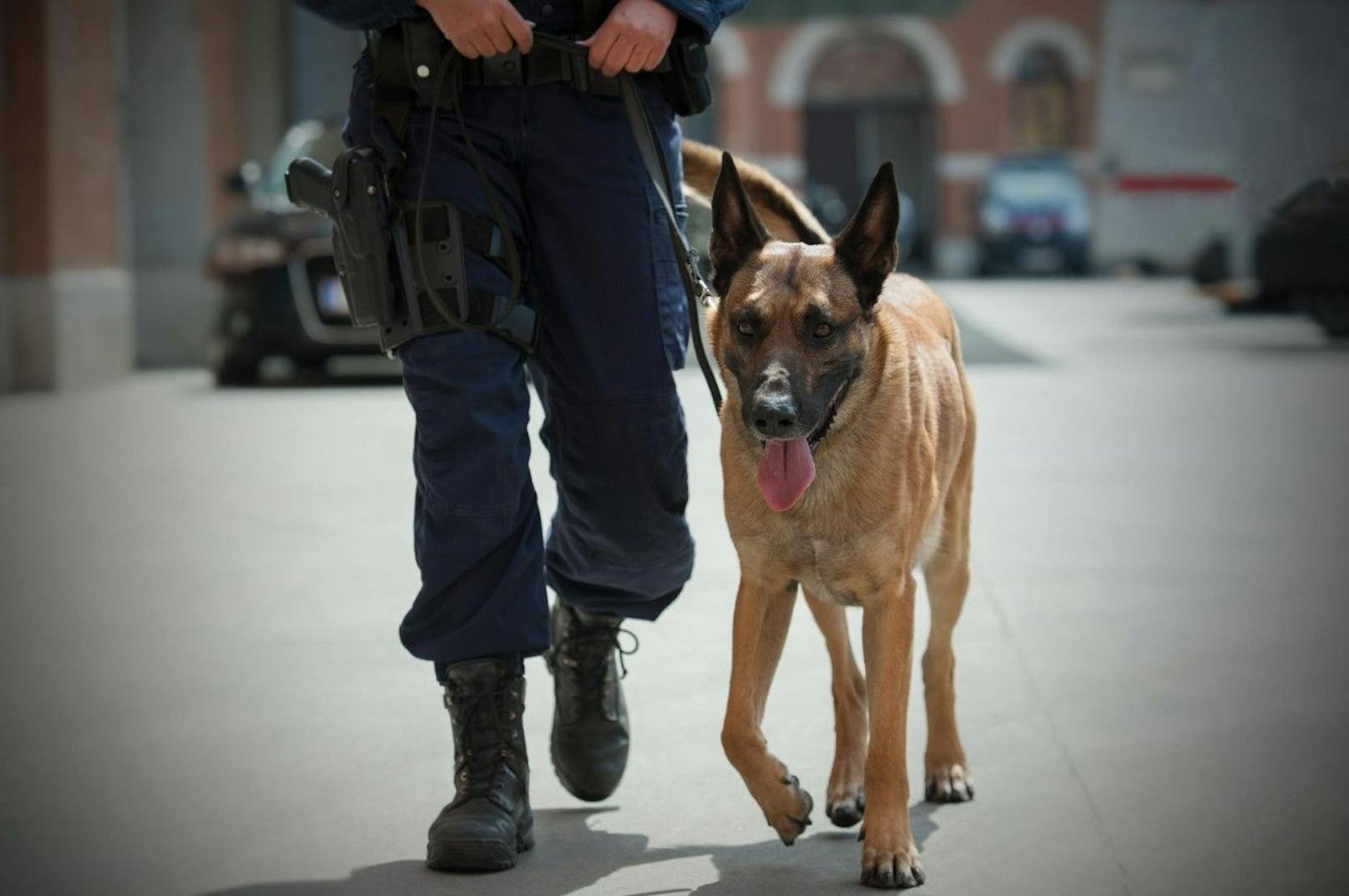 Die Polizei nahm zwei Einbrecher mithilfe von Militär und Diensthunden fest. (Symbolbild)