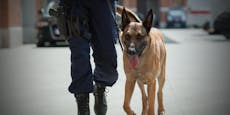 Polizei jagt Einbrecher mit Diensthunden und Soldaten