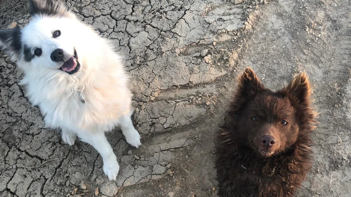 Amy und Mexxi, die beiden Hündinnen von Simone Reiländer.
