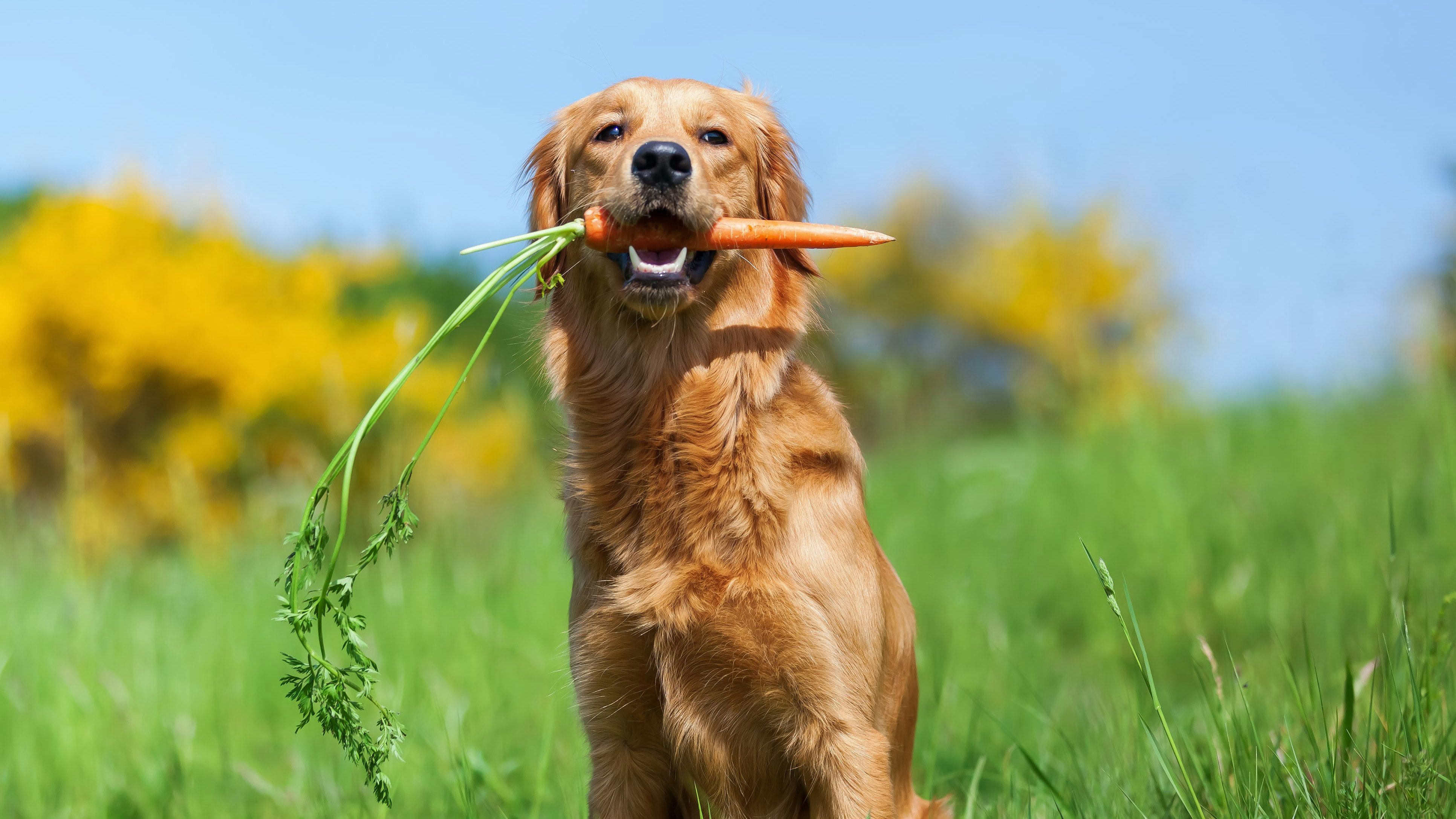 In Großbritannien darf man seinen Hund nicht vegan/vegetarisch ernähren.