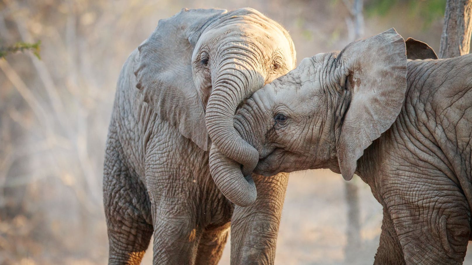 Laut einer Studie werden immer mehr Elefanten ohne Stoßzähne geboren. 