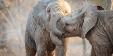 Opfer von Wilderei: Immer mehr Elefanten ohne Stoßzähne
