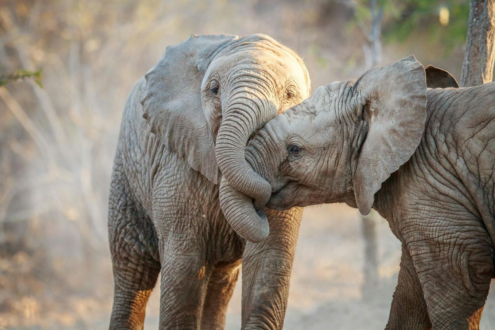 Opfer von Wilderei: Immer mehr Elefanten ohne Stoßzähne