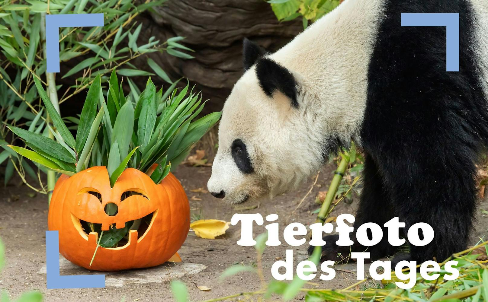 Auch im Tiergarten Schönbrunn wird schon Halloween gefeiert,...der große Panda sieht das orangefarbige Fratzengesicht allerdings zwiespältig.  