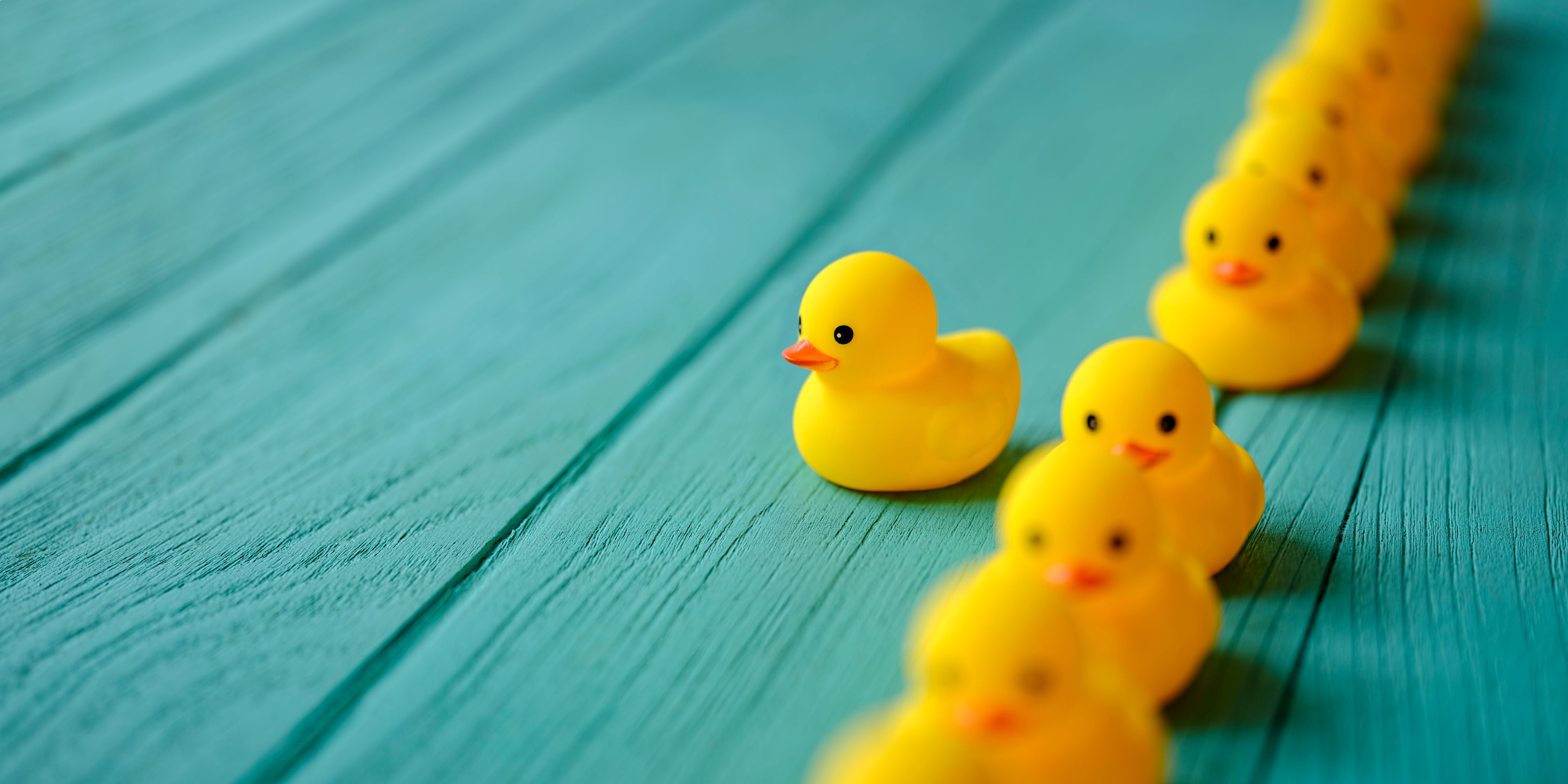 Line of yellow rubber ducks, moving in an orderly line, with one yellow duck breaking ranks moving out of the line following it's own direction, set on a turquoise colored wooden grained background, conceptually representing water. Concept image representing; standing out from the crowd, against the grain, freedom, individuality, against the grain, change, innovation etc.