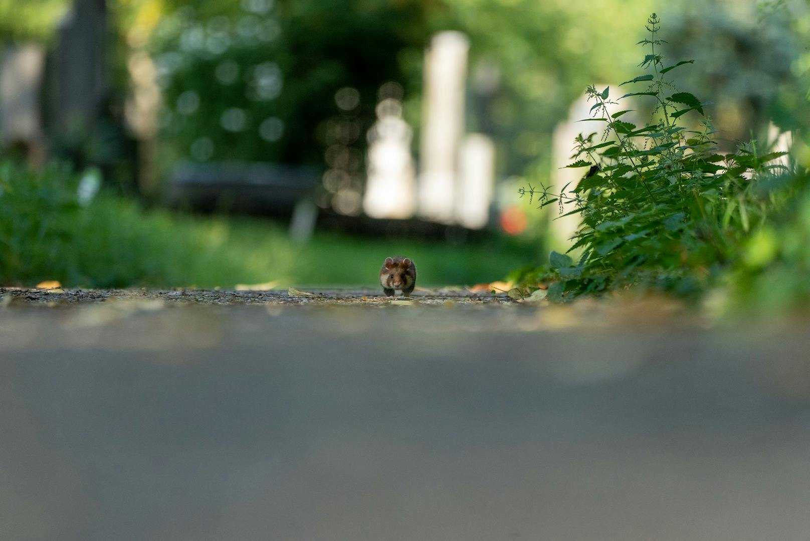Schon mal einem Hamster am Friedhof über den Weg gelaufen? Wenn ja, bittet das Forschungsprojekt "Biodiversität am Friedhof" (BaF) um Infos zur Sichtung.