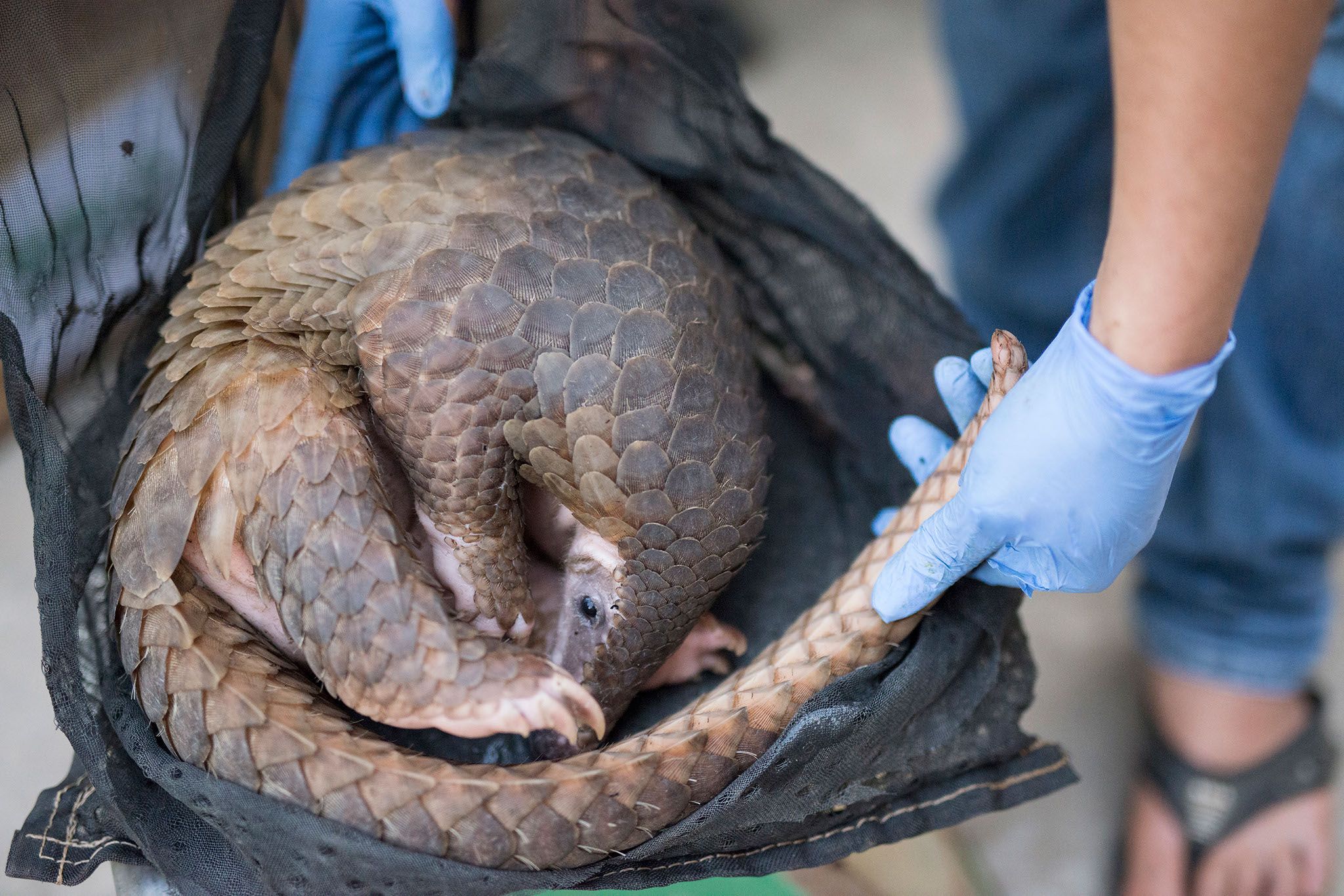 Schuppentiere gelten als die am meisten illegal gehandelten Säugetiere der Welt. 