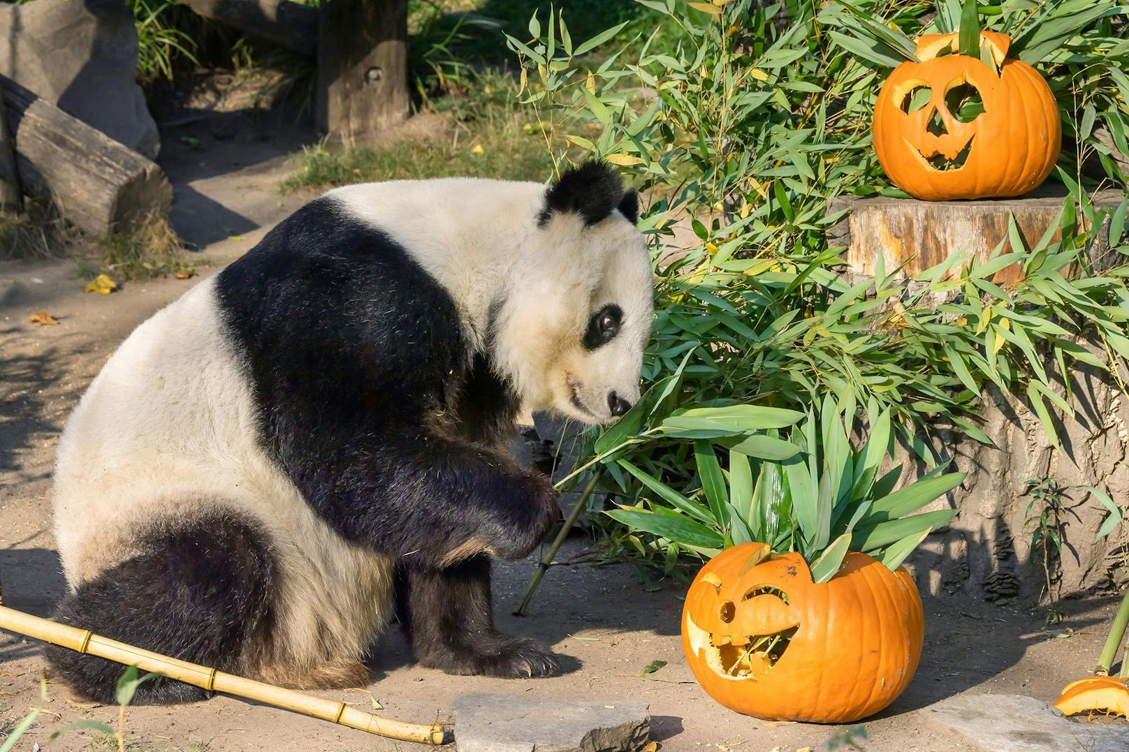 Die gruseligen Kürbisgesichter wurden für de Pandas schmackhaft gefüllt. 