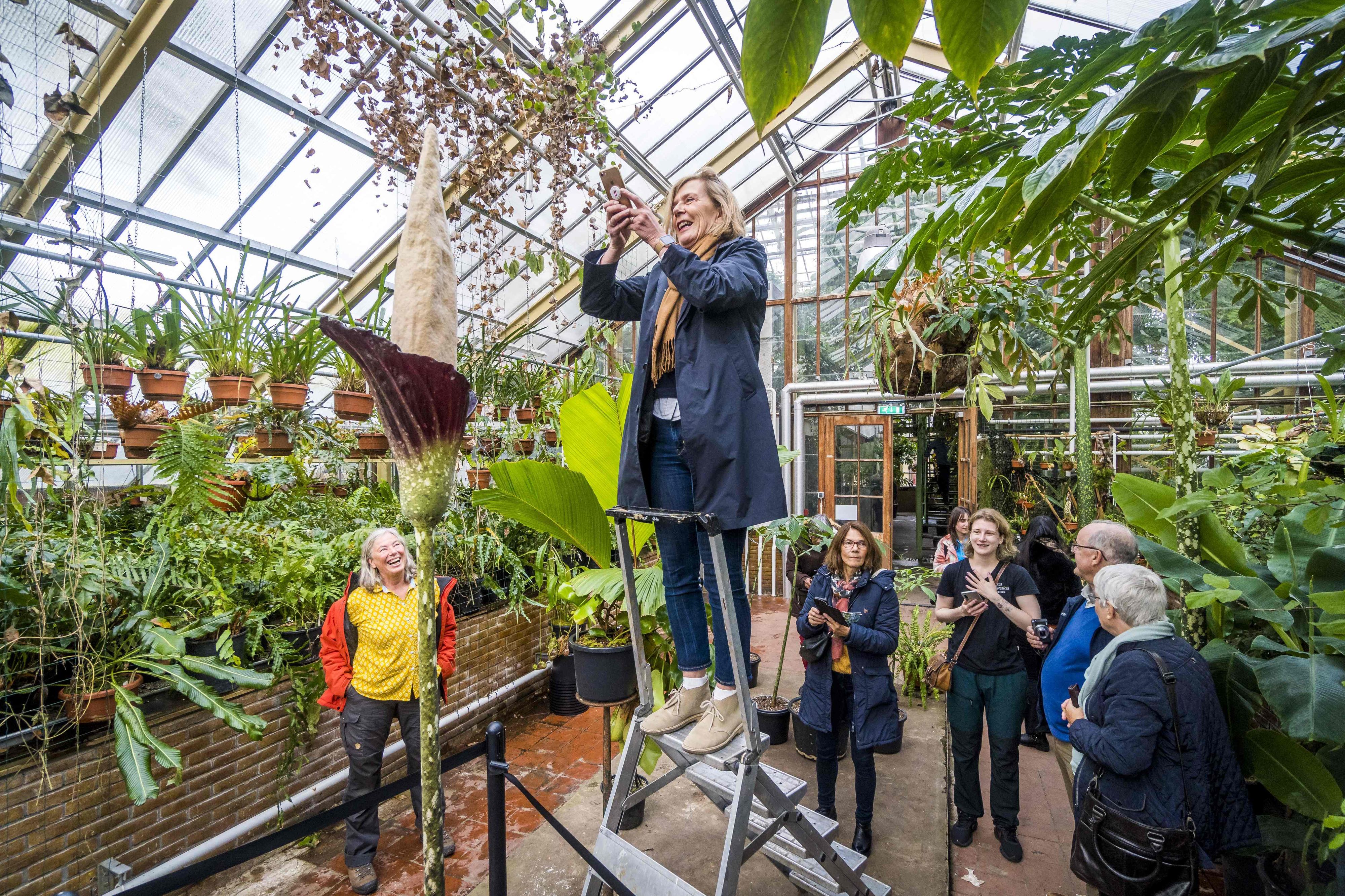 Download von www.picturedesk.com am 28.10.2021 (09:47).  TOPSHOT - A woman takes pictures of the flowering penis plant (Amorphophallus decus-silvae) in the tropical greenhouses of the Hortus Botanicus in Leiden on October 22, 2021. - As far as the botanists of the Hortus know, this is only the third time that this plant, which owes its nickname to its phallus-like appearance, has bloomed in Europe. The plant grows in the wild only on Java. (Photo by Lex van LIESHOUT / ANP / AFP) / Netherlands OUT - 20211022_PD4408 - Rechteinfo: Rights Managed (RM) Nur für redaktionelle Nutzung! Werbliche Nutzung erfordert Freigabe: bitte schicken Sie uns eine Anfrage.