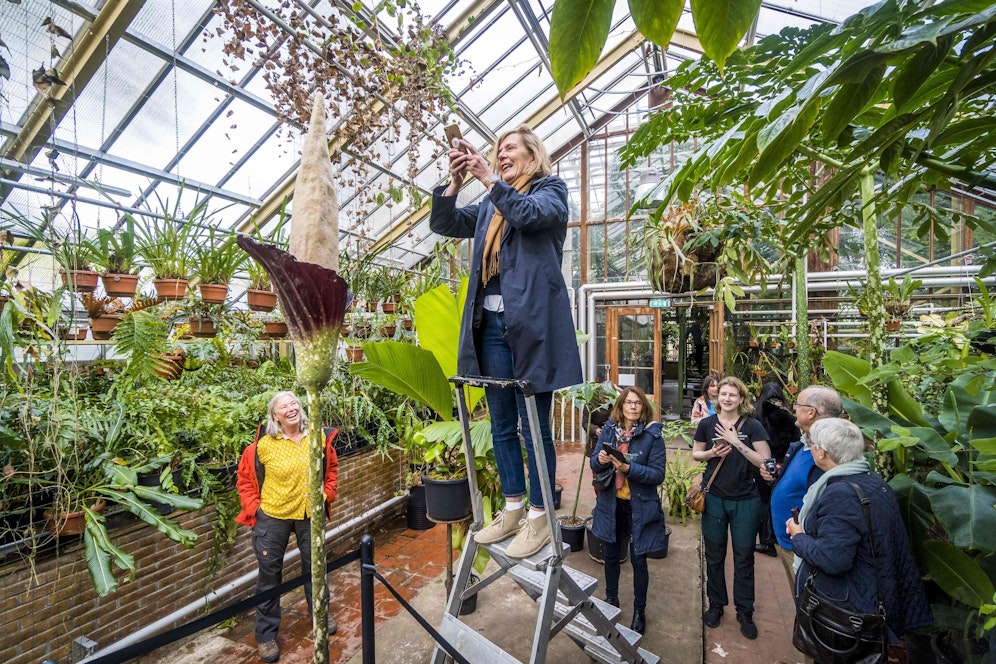 Das Aufblühen der Penis-Blume ist so selten, dass die Leute für Fotos Schlange stehen.
