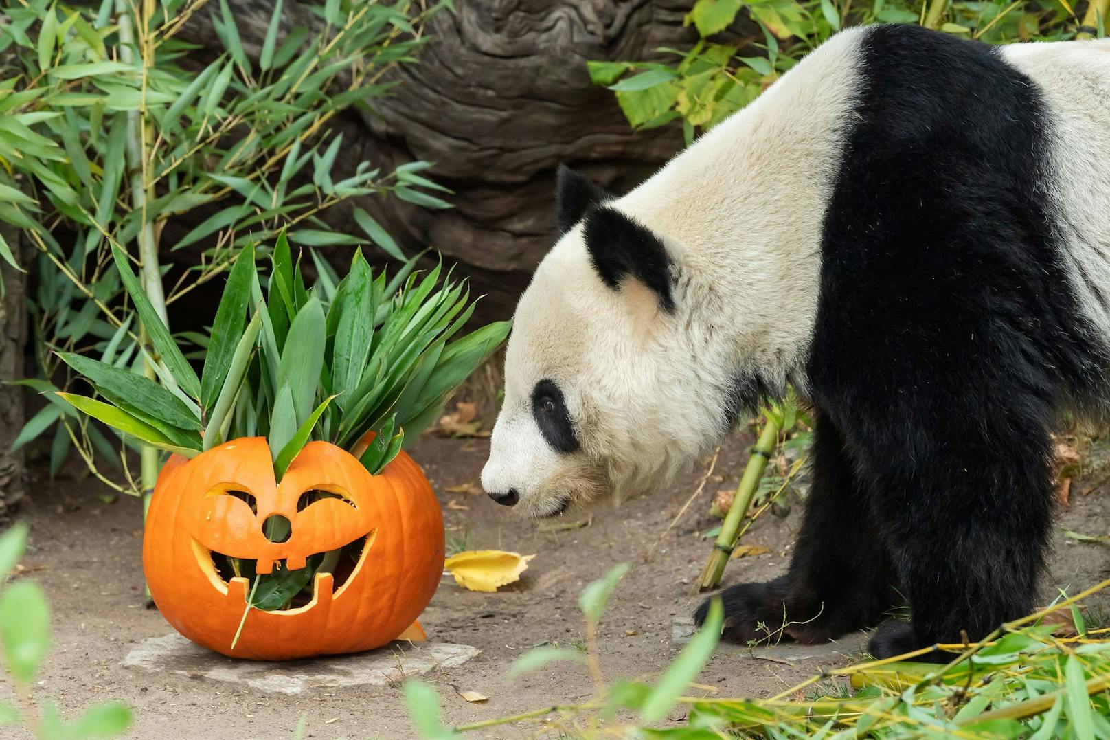 Doch, dieser Panda dachte sich wohl bei dem Fratzengesicht, dass es sich um eine sehr merkwürdige Futterschüssel handle. 